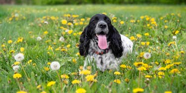 dogs kick grass after bathroom confident