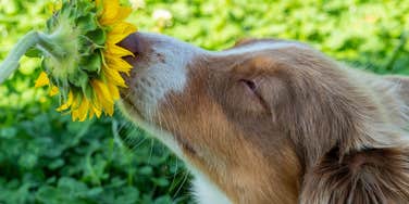 most important thing dogs mental health unhurried sniffy walks