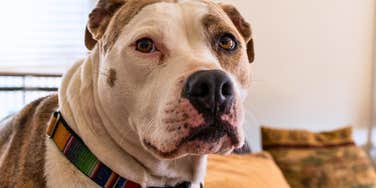 pitbull dog looking concerned sitting at home