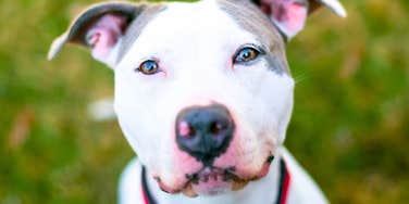 Sweetly Specific Signs Your Dog Has Imprinted On You and Claims You As Their Own
