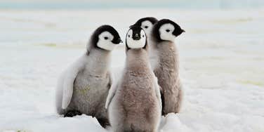 A tight huddle of penguins in a cold environment; illustrating the 'all-in' commitment and shared responsibility found in penguin colonies, highlighting the relationship traits humans could learn from.