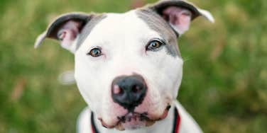 behaviors stressed out dogs show 