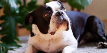 A close-up portrait of a Boston Terrier with black and white markings lying on a light rug indoors near broad green leaves, gazing upward with wide brown eyes, representing indoor pet safety and plant toxicity awareness.