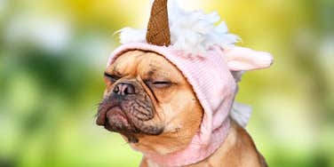 Tiny puppy wearing a pink unicorn hat, eyes closed.