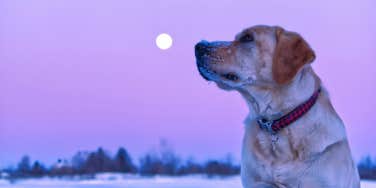 dog looking at moon