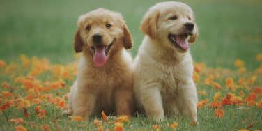two golden retriever puppies in a field of flowers
