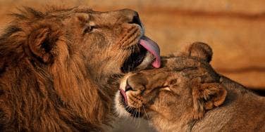 lions nuzzling with each other