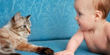 cat and baby on couch