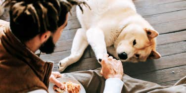 Dog giving partner his paw 