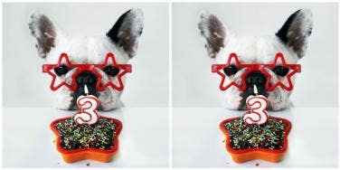 best dog birthday cakes 2018 safe for dog to eat