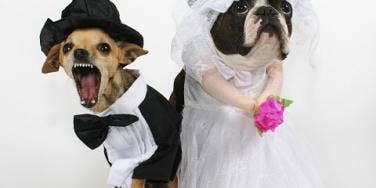 dog wedding