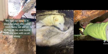 Screenshots from TikTok about a family finding their dog