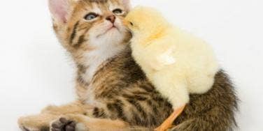 kitten chick cuddling