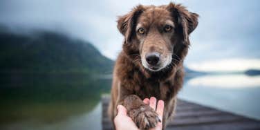 dog, shelter dog, aggressive, man 