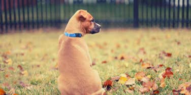 dog, backyard, neighbors