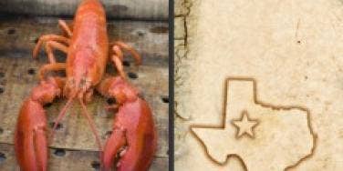 north south lobster texas