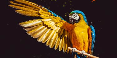 parrot with wing outstretched