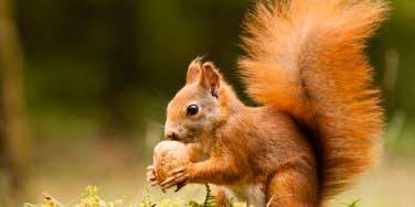 squirrel with red fur eating a nut