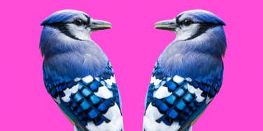 double high resolution photo of a beautiful Blue Jay against a vibrant fuscia background