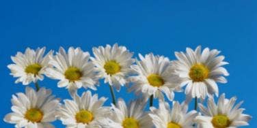 ten daisies blue sky flowers