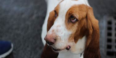 basset hound
