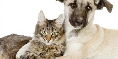 cat and dog