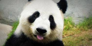 panda panda