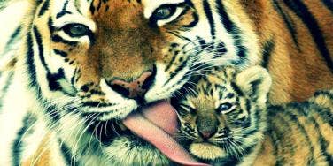 Adorable Animal Parenting Moments Adorable Animal Parenting Moments