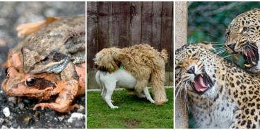 animal sex animal sex