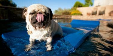 dog tongue out dog tongue out