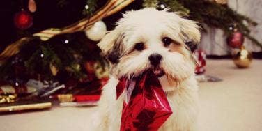 dog with present dog with present