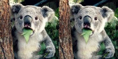 koala koala