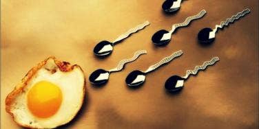 sperm sperm