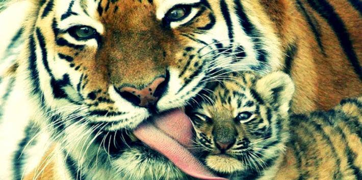  Adorable Animal Parenting Moments