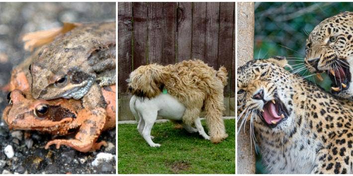 animal sex