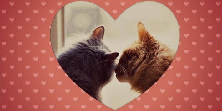 cats kissing