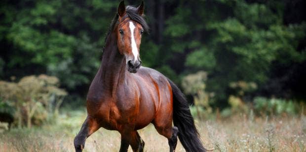 Christian Ladies Horse Animal Sex - Horse Symbolism & Spiritual Meanings Of Horse Spirit Animal | YourTango