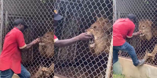 Video Captures Jamaica Zoo Lion Biting Zookeeper's Finger Off | YourTango