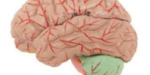 model of brain 