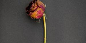 withered rose