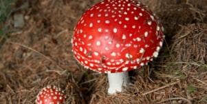 Mushroom 