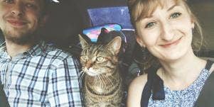 Why The Best Kind of Feline Foster Is A Cat (Really) 