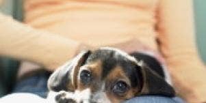 Fido's Love Lessons