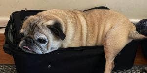 Meet Noodle The TikTok Pug With No Bones