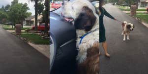 Images from Zimmer's TikTok of her taking the dog