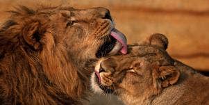 lions nuzzling with each other