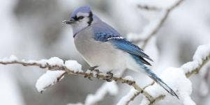 blue jay on a snowy branch