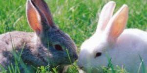 bunnies rabbits grey white field grass kissing animals cute