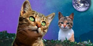 cat symbolism