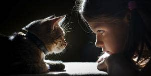 cat staring at child